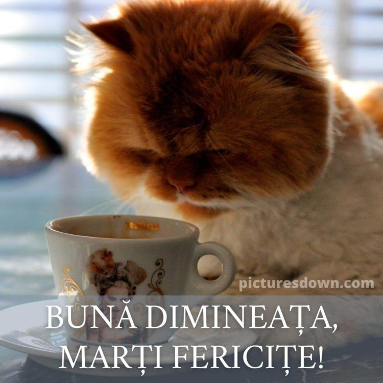Cafeaua de marti poza pisică descarcă gratis