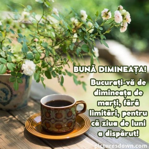 Cafeaua de marti poza flori frumoase descarcă gratis
