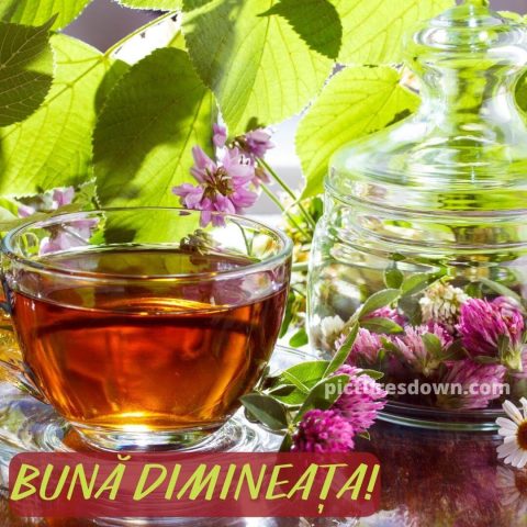 buna dimineata ceai imagine pădure descarcă gratis