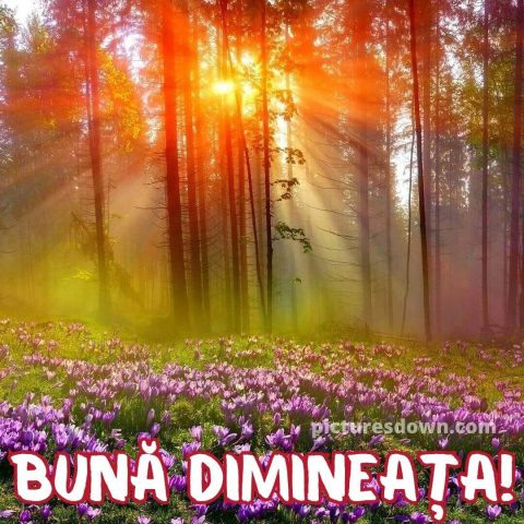 Buna dimineata flori imagine de pădure descarcă gratis