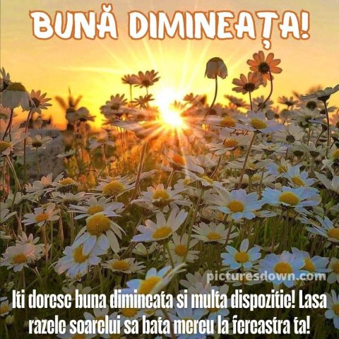 Buna dimineata flori imagine muşeţel descarcă gratis