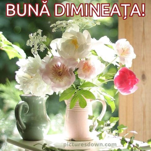 Buna dimineata flori imagine bujori descarcă gratis