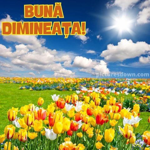 Buna dimineata flori imagine lalele descarcă gratis