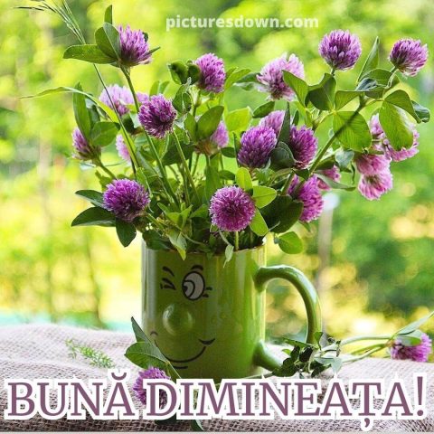 Buna dimineata flori imagine flori sălbatice descarcă gratis