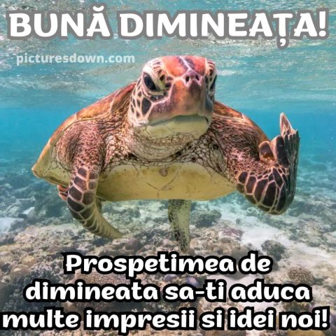 Buna dimineata imagine broasca testoasa descarcă gratis