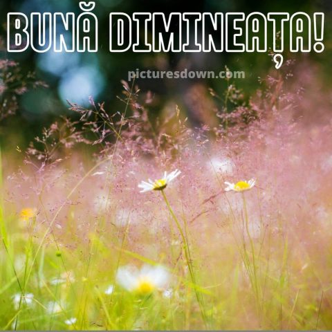 Buna dimineata imagine flori sălbatice descarcă gratis