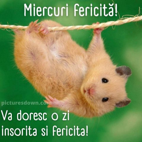 Urari de miercuri dimineata imagine mouse descarcă gratis