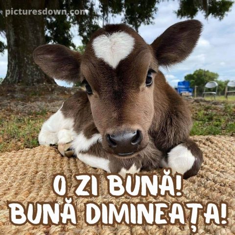 Buna dimineata imagine vițel descarcă gratis