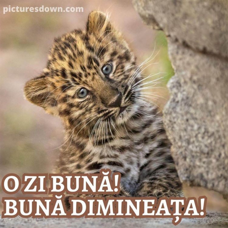 Buna dimineata imagine leopard descarcă gratis