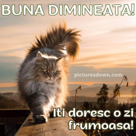 Urari de miercuri dimineata imagine pisică descarcă gratis