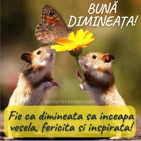 Buna dimineata imagine doi soareci descarcă gratis