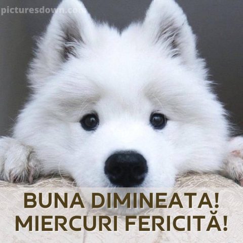 Urari de miercuri dimineata imagine caine alb descarcă gratis