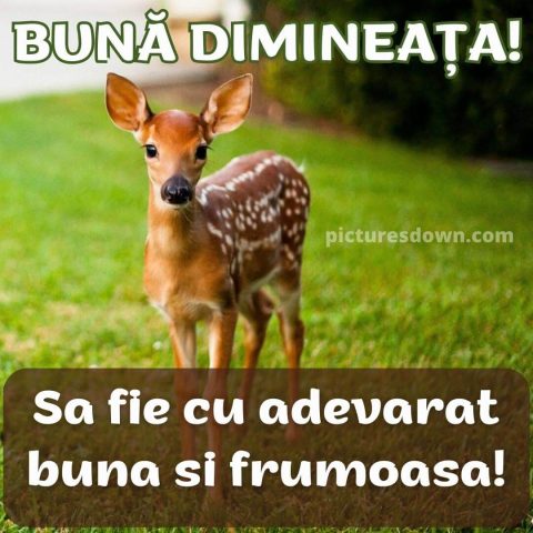 Buna dimineata imagine icre descarcă gratis