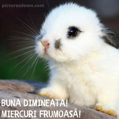 Urari de miercuri dimineata imagine iepure descarcă gratis
