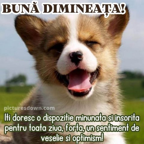 Buna dimineata imagine câine descarcă gratis