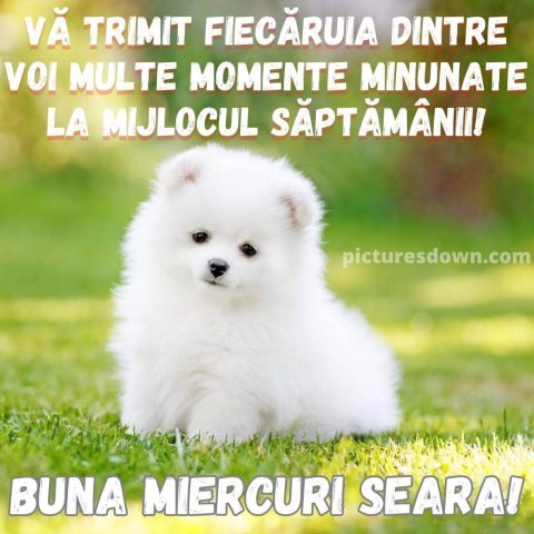 Urari de miercuri dimineata imagine un câine mic descarcă gratis