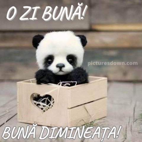Poza cu buna dimineata urs panda descarcă gratis