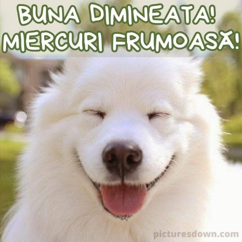 Urari de miercuri dimineata imagine câine fericit descarcă gratis