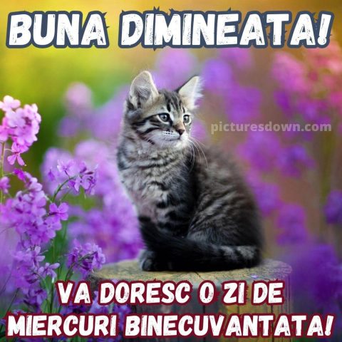 Urari de miercuri dimineata imagine pisicuta frumoasa descarcă gratis