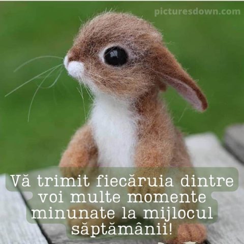 Urari de miercuri dimineata imagine iepuraș descarcă gratis