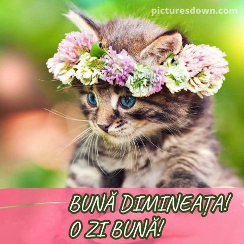Imagine cu buna dimineata pisică descarcă gratis
