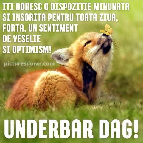 Imagine cu buna dimineata vulpea si fluturele descarcă gratis