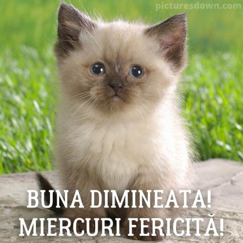 Urari de miercuri dimineata imagine Kitty descarcă gratis