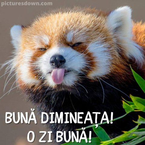 Imagine cu buna dimineata panda mic descarcă gratis