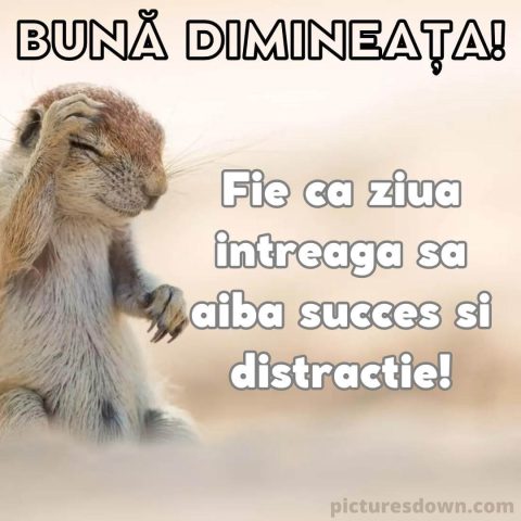 Imagine cu buna dimineata rozătoare descarcă gratis