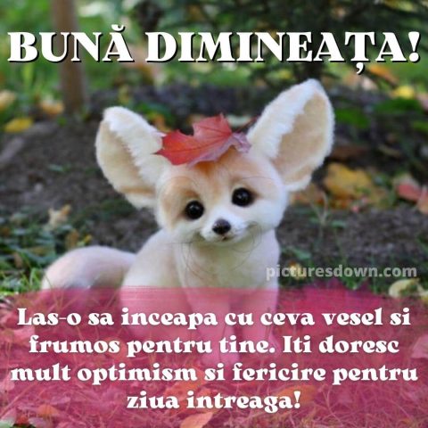 Buna dimineata imagine Fennec descarcă gratis