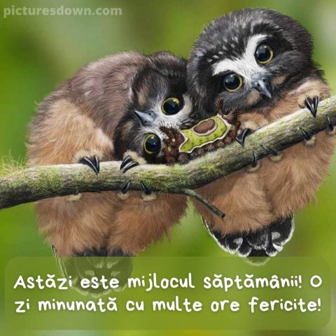 Urari de miercuri dimineata imagine bufnițe descarcă gratis