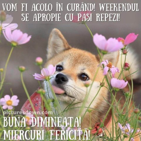 Urari de miercuri dimineata imagine câine și flori descarcă gratis