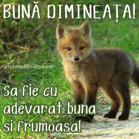 Buna dimineata imagine vulpe descarcă gratis