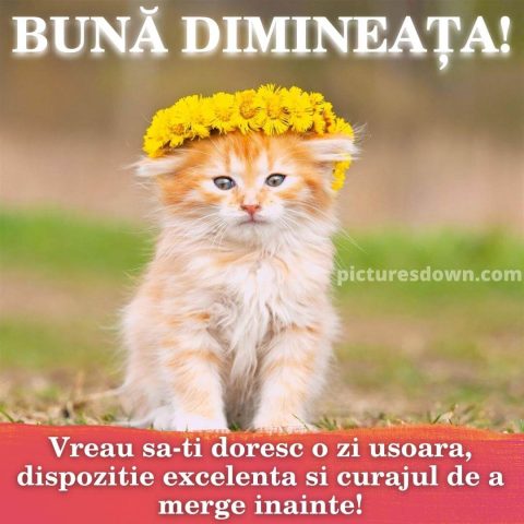 Buna dimineata imagine pisica mica descarcă gratis