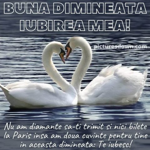 Buna dimineata iubire imagine lebedele descarcă gratis