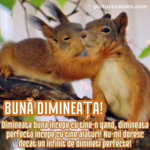 Buna dimineata iubire imagine veverite descarcă gratis
