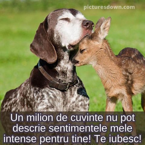 Buna dimineata iubire imagine câine și căprioară descarcă gratis