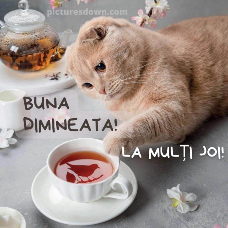 O zi de joi minunata imagine pisica si ceaiul descarcă gratis