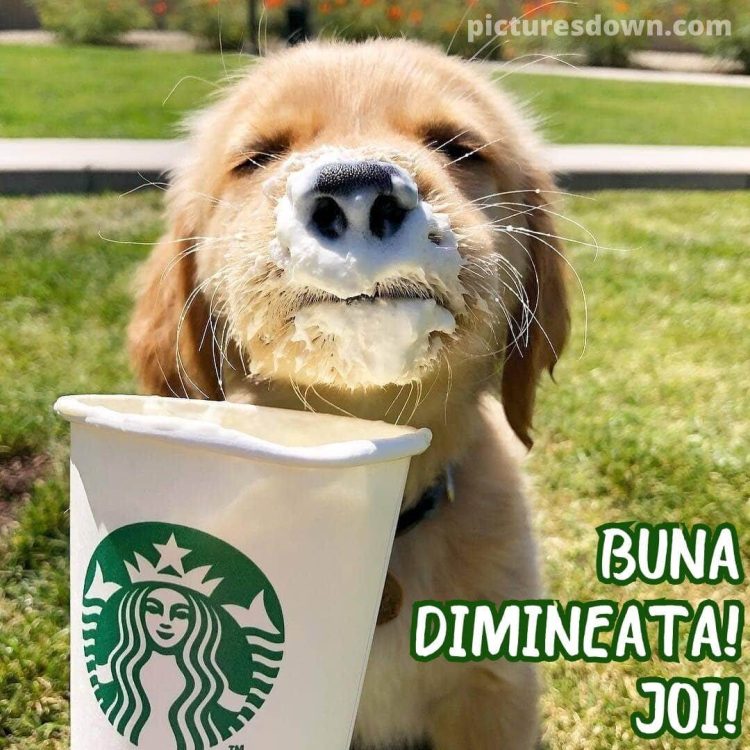 O zi de joi minunata imagine câine în cafea descarcă gratis