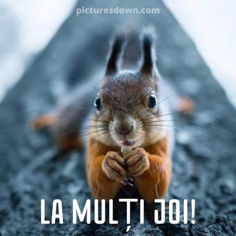 O zi de joi minunata imagine veverita cu nuci descarcă gratis