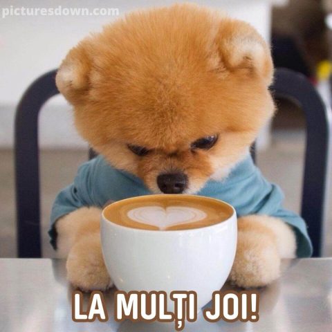 O zi de joi minunata imagine câine plinuț descarcă gratis