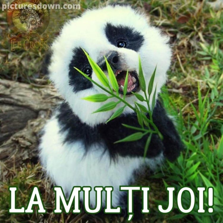 O zi de joi minunata imagine urs panda descarcă gratis