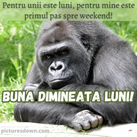 Buna dimineata luni haioase imagine gorilă mare descarcă gratis