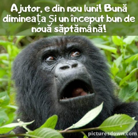 Buna dimineata luni haioase imagine maimuță speriată descarcă gratis