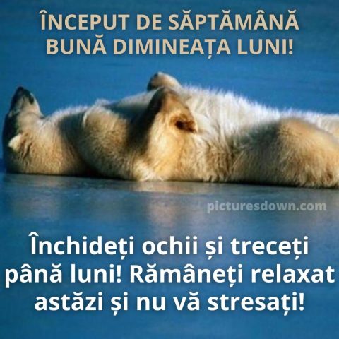 Buna dimineata luni haioase imagine urs polar descarcă gratis