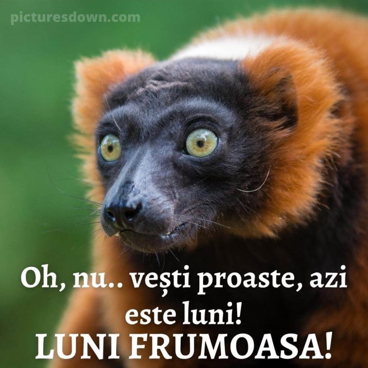 Buna dimineata luni haioase imagine lemur descarcă gratis