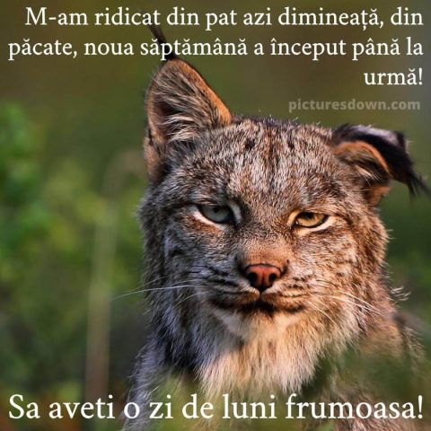 Buna dimineata luni haioase imagine râs descarcă gratis