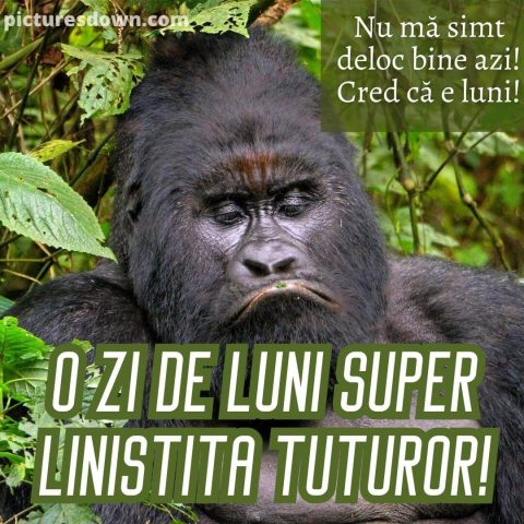 Buna dimineata luni haioase imagine gorilă tristă descarcă gratis