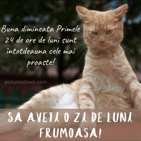 Buna dimineata luni haioase imagine pisica mohorâtă descarcă gratis
