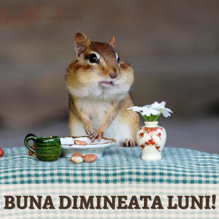 Buna dimineata luni imagine hamster descarcă gratis